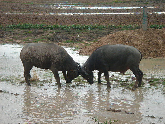 File:Water Buffalo fight.jpg