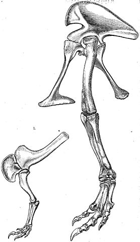 File:Allosaurus by Marsh.jpg