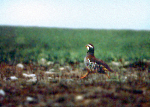 File:Perdiz roja española (Alectoris rufa).jpg