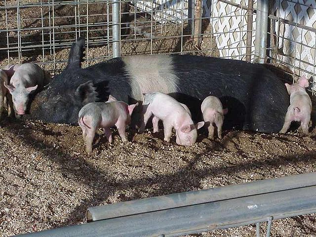 File:Little Piggies.jpg