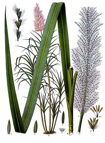 File:Saccharum officinarum - K&ouml;hler&ndash;s Medizinal-Pflanzen-125.jpg