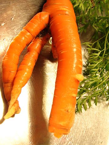 File:ThreeRootCarrot.jpg