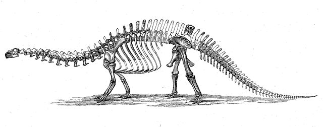 File:Brontosaurus skeleton 1880s.jpg