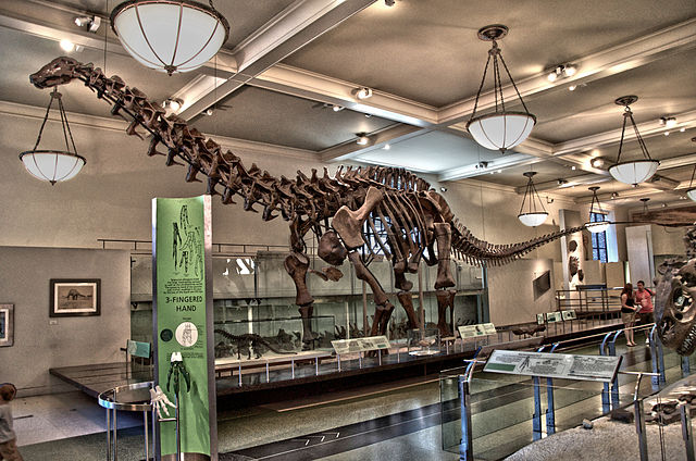 File:AMNH Apatosaurus.jpg
