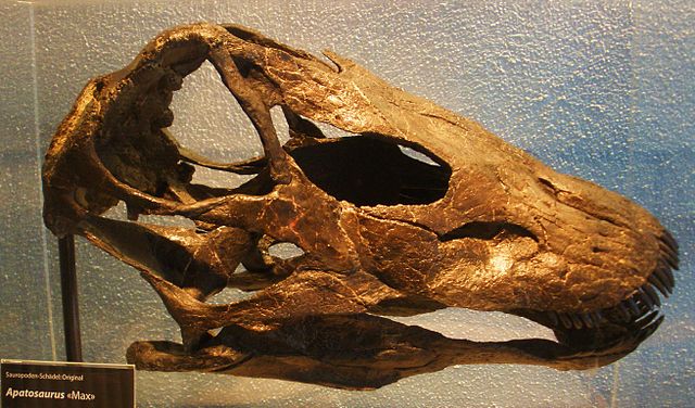 File:Apatosaurus skull.jpg
