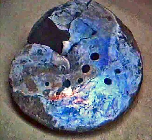 File:Placenticeratidae - Placenticeras whitfieldi.jpg