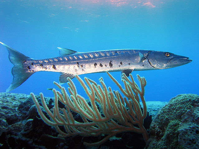 File:Barracuda laban.jpg