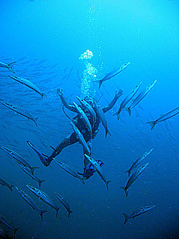 File:Diver in school of barracudas.jpg