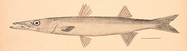 File:Sphyraena borealis.jpg