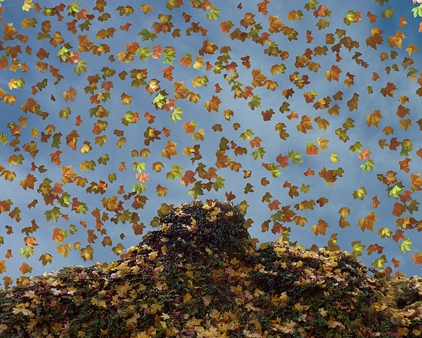 File:Herbst (MW 2010.11.13.).jpg