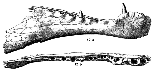 File:Stromer1915SpinosaurusMandibleDrawings.png