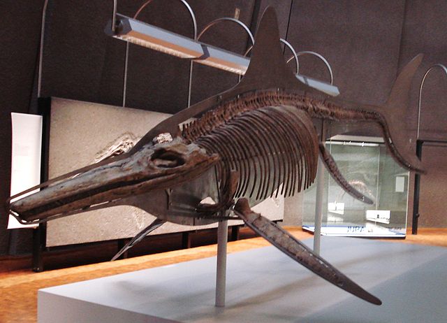 File:Temnodontosaurus trigonodon mounted skeleton.JPG