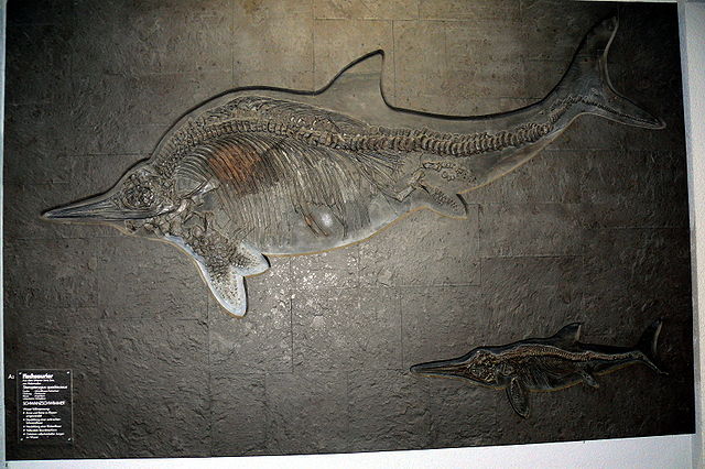 File:Stenopterygius quadriscissus.jpg