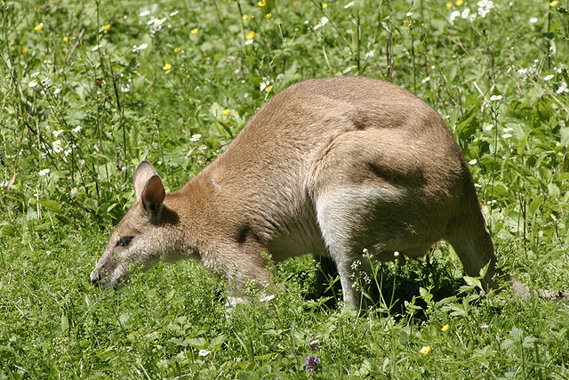 File:Macropus agilis - 02.jpg