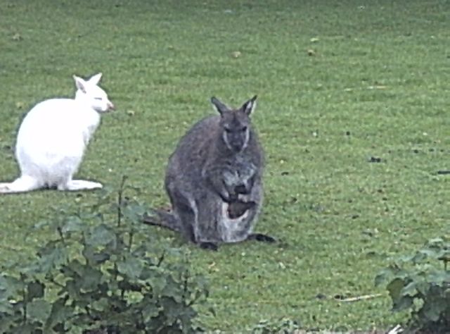 File:Three Wallaby.jpeg