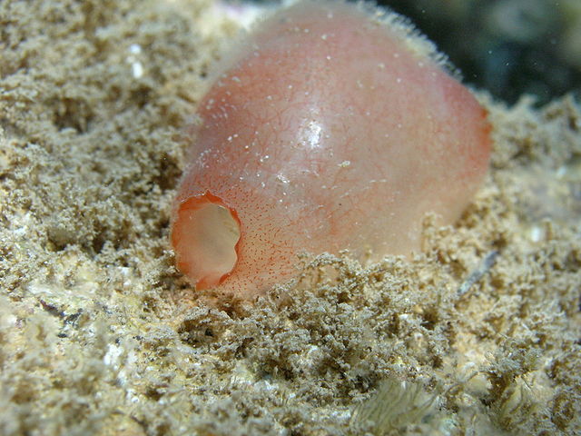 File:Ascidia.JPG