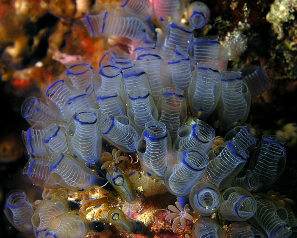 File:Bluebell tunicates Nick Hobgood.jpg