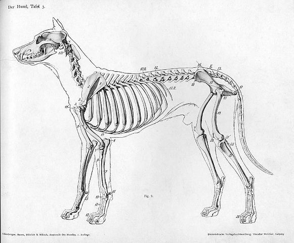 File:Dog anatomy lateral skeleton view.jpg