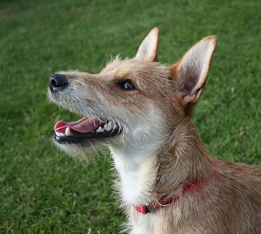 File:Terrier mixed-breed dog.jpg