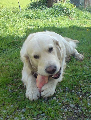 File:Golden retriever eating pigs foot.jpg