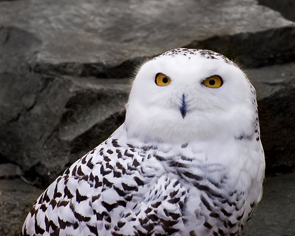 File:Snowy Owl 1.jpg