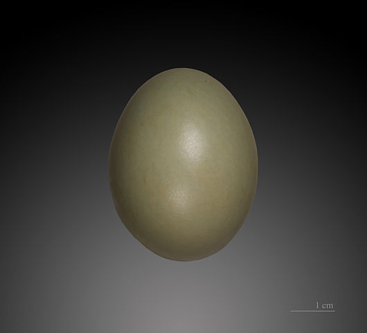 File:Phasianus colchicus MHNT.jpg