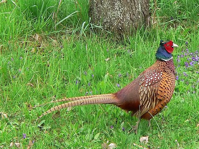 File:Common Pheasant (Hybride).jpg