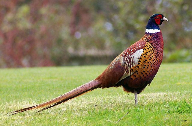 File:Pheasant.jpg