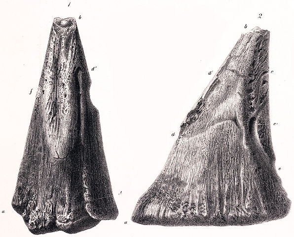 File:Horn of Iguanodon.jpg