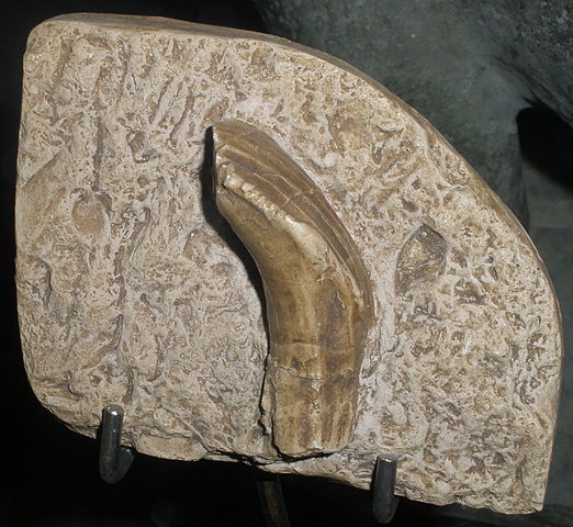 File:Iguanodon tooth.JPG