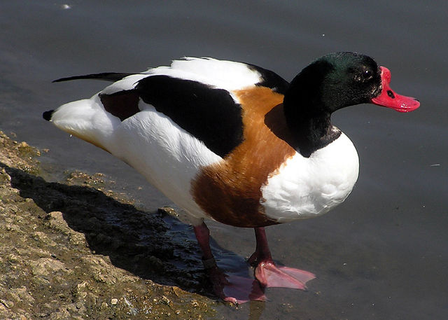 File:Common.shelduck.2.arp.750pix.jpg