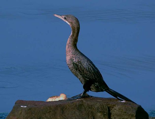 File:Smallcormorant.jpg