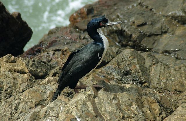 File:Phalacrocorax bougainvillii1.jpg