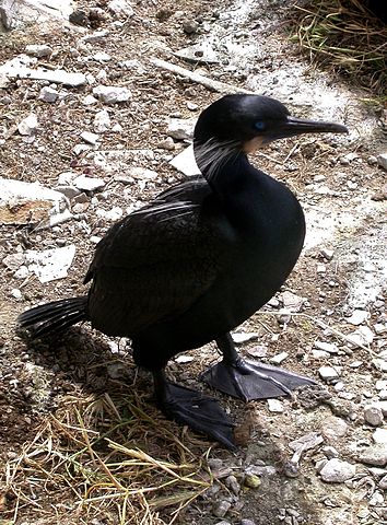 File:Brandt's Cormorant Alcatraz.JPG