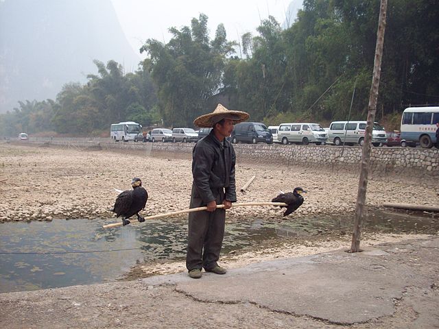 File:Cormorant chinese.JPG