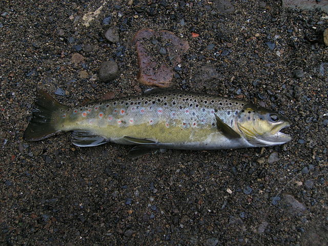 File:Brown Trout 19 10 08.JPG