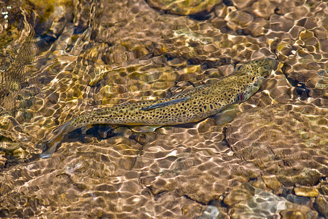 File:Browntrout050.jpg