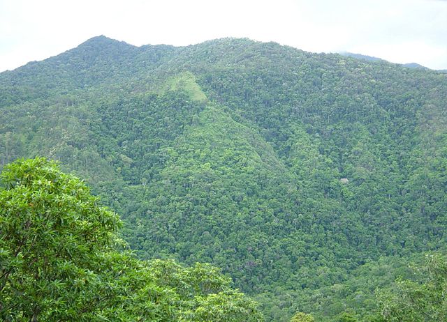 File:Rainforrest between Kuranda and Cairns, North East Queensland.jpg