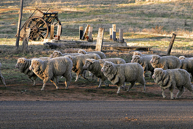 File:Sheep walking down road.jpg