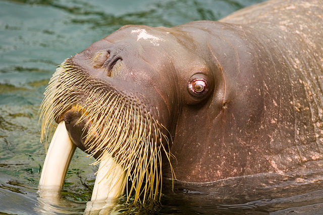 File:Walrus - Kamogawa Seaworld - 1.jpg