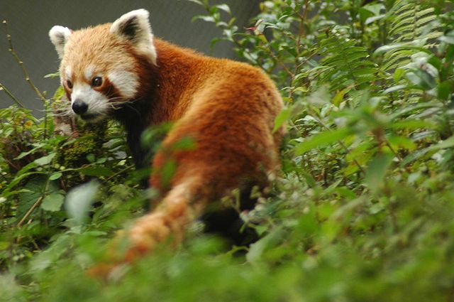 File:Red panda sikkim.jpg
