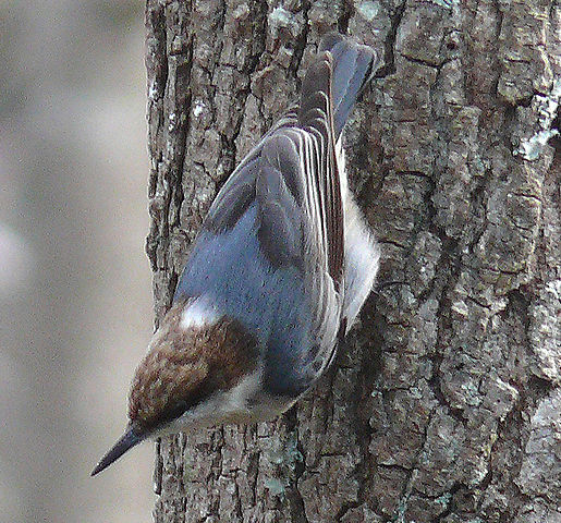 File:Brown-headed Nuthatch-27527-4c.jpg
