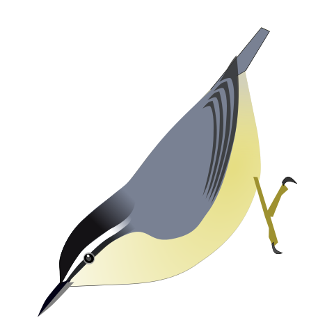 File:SittaWhiteheadi.svg