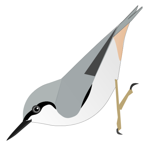 File:SittaTephronota.svg