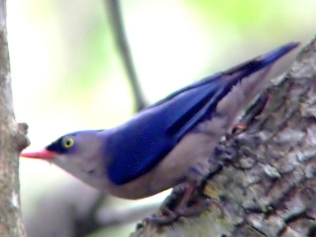 File:Velvet-fronted Nuthatch (Sitta frontalis)2-2008-11-07.jpg