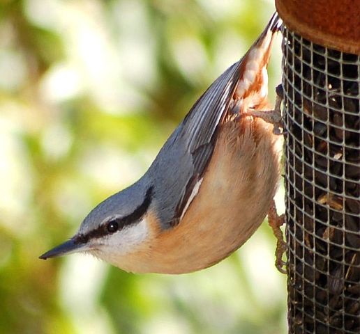 File:Sitta europaea in Wales UK.jpg