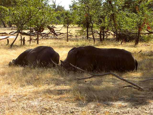 File:White rhino Livingstone.jpg