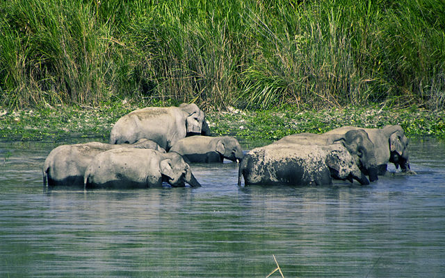File:Elephant bathing session.jpg