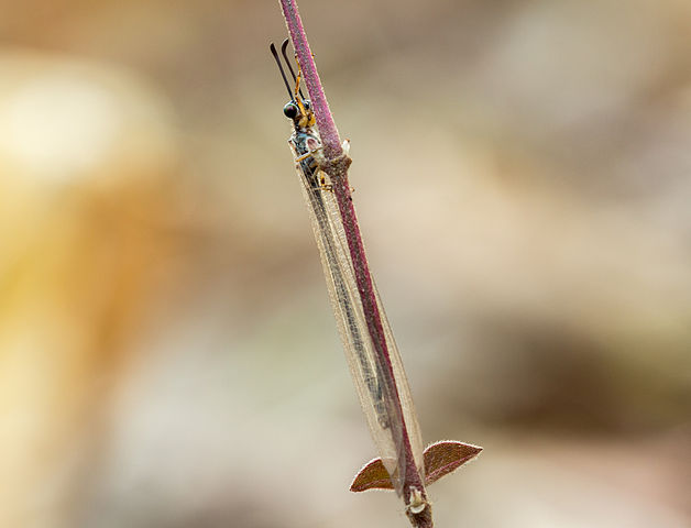 File:Antlion - കുഴിയാന wiki amjith ps.jpg