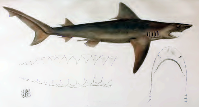 File:Carcharias gangeticus by muller and henle.png